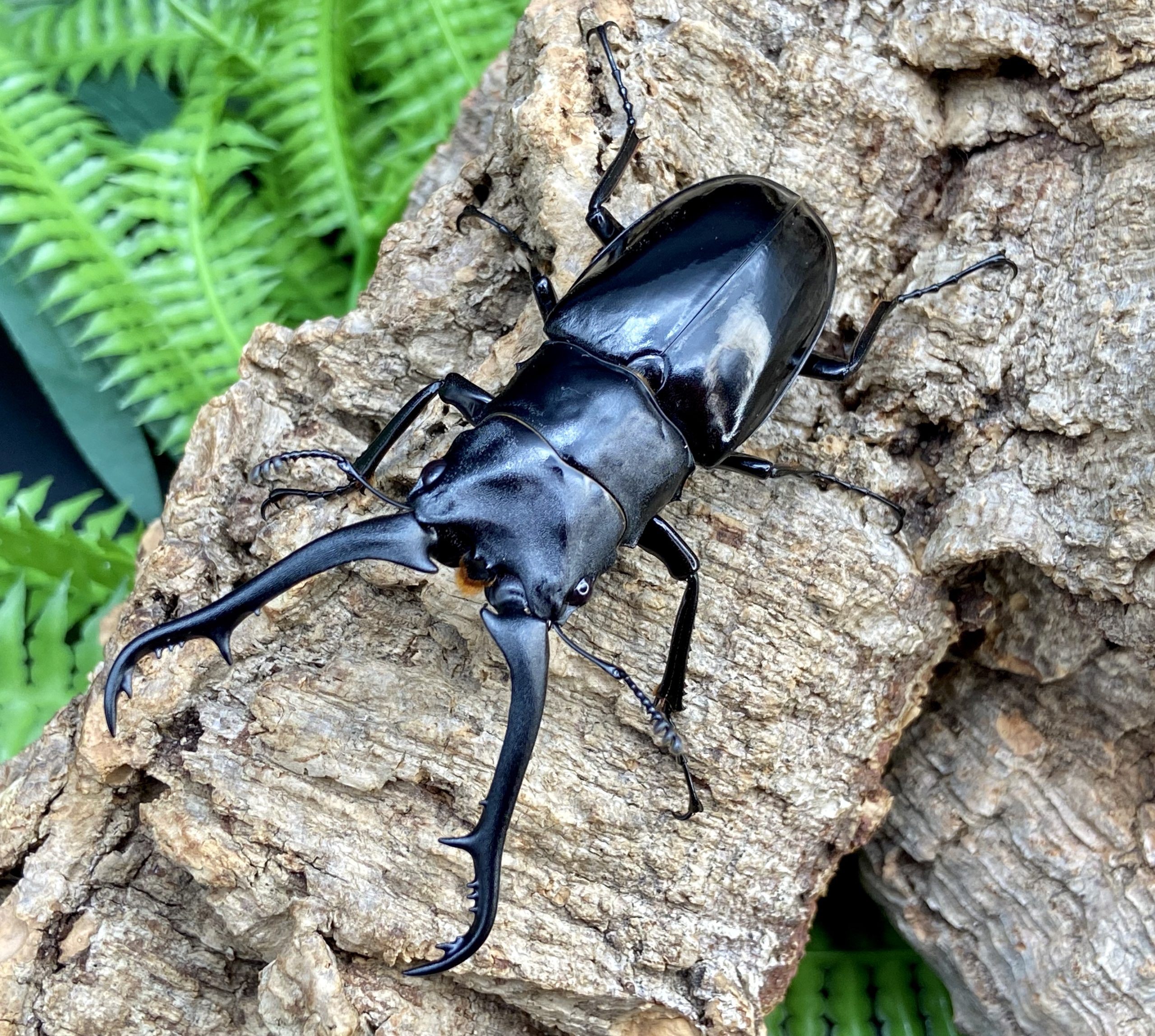 マキタイ ギラファノコギリクワガタ 標本 ギラファノコギリクワガタ 亜種マキタイ（ミンドロ島）1サイクル