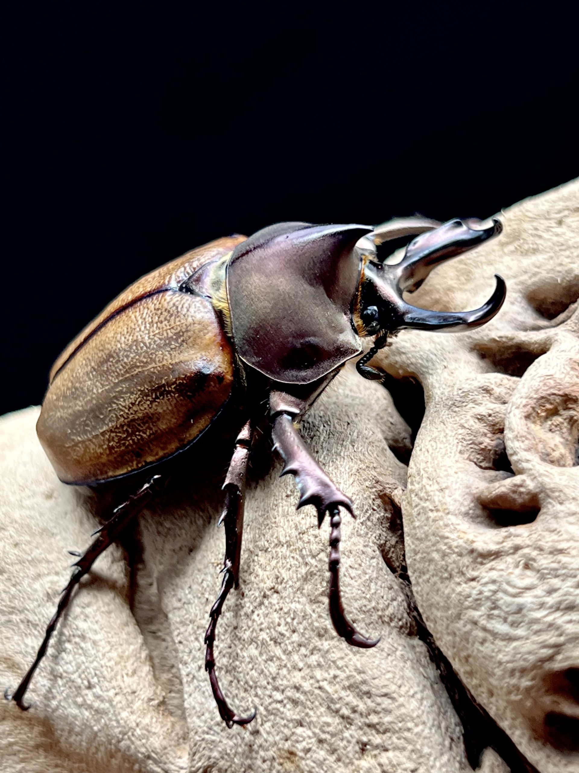 マルガリータヒナカブト 1サイクル飼育記録 | 虫ときどき蛇